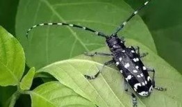 天牛房产最新爆料,揭秘楼市新动向，未来房价走势预测